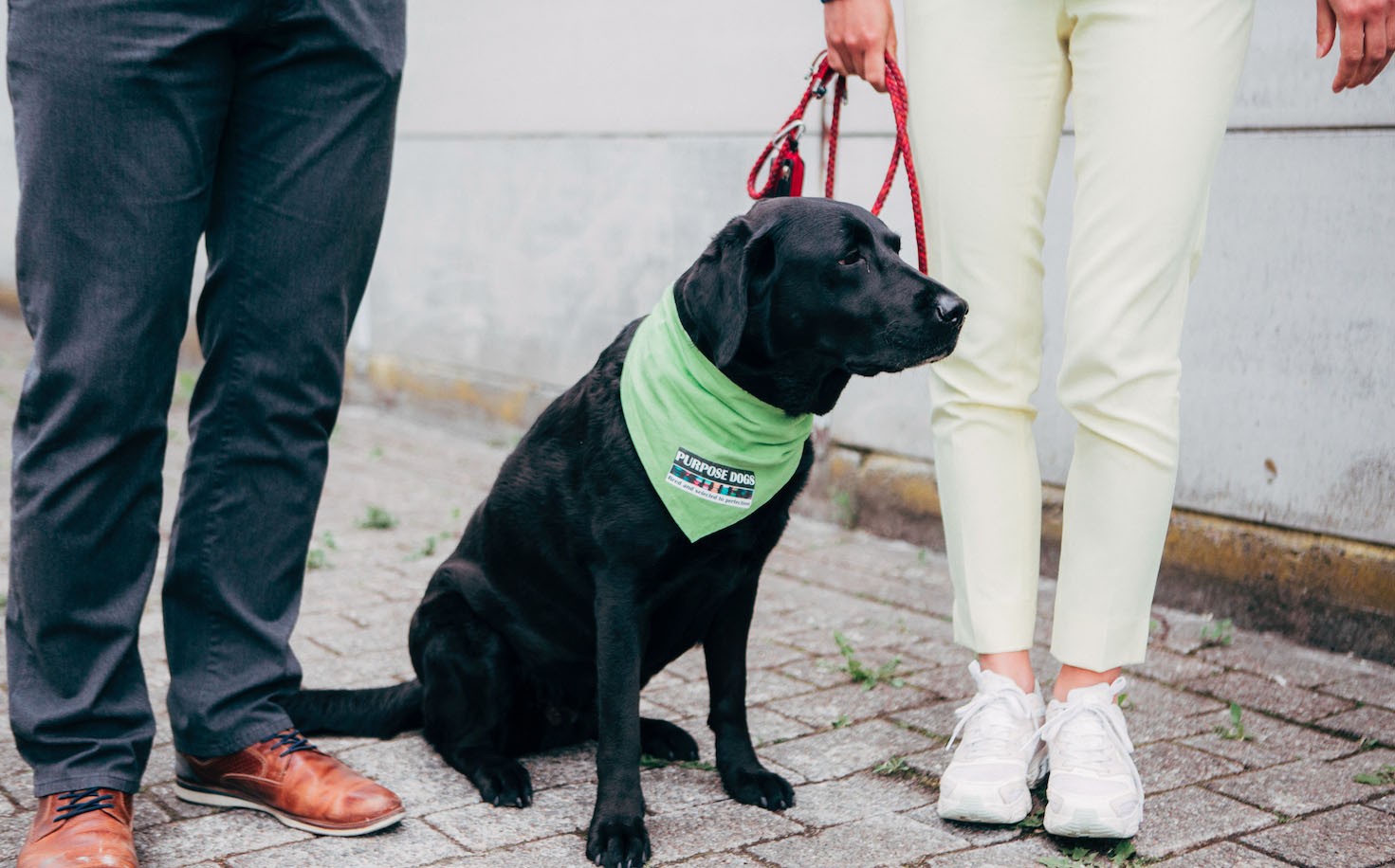 Rejected clearance guide dogs